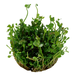 Marsilea hirsuta in cup - Tropica