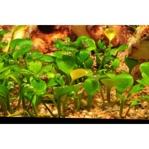 Marsilea hirsuta in cup - Tropica