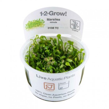 Marsilea minuta in cup - Tropica