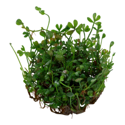 Marsilea minuta in cup - Tropica