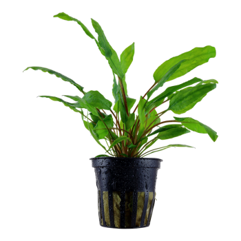 Cryptocoryne Wendtii Green à Jar - Tropica