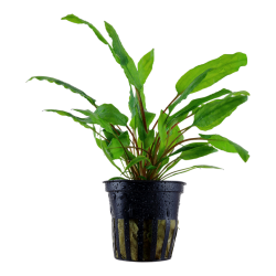 Cryptocoryne Wendtii Green in Jar - Tropica