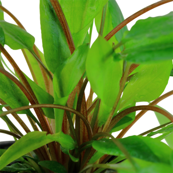 Cryptocoryne Wendtii Green à Jar - Tropica 2
