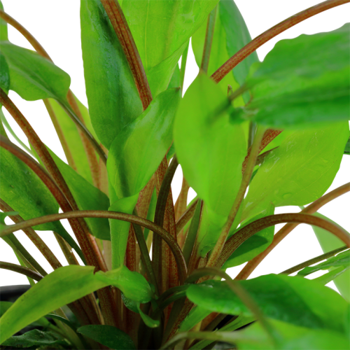 Cryptocoryne Wendtii Green in Jar - Tropica