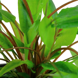 Cryptocoryne Wendtii Green à Jar - Tropica