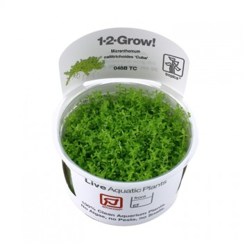 Micranthemum callitrichoides Cuba en coupe - Tropica