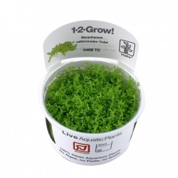 Micranthemum callitrichoides Cuba en coupe - Tropica