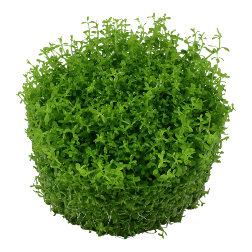 Micranthemum callitrichoides Cuba in cup - Tropica