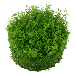 Micranthemum callitrichoides Cuba en coupe - Tropica