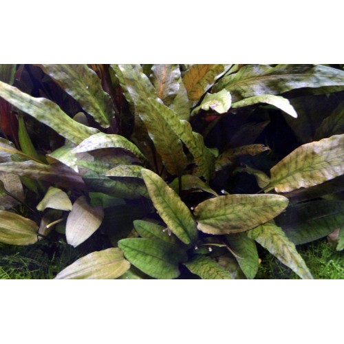 Cryptocoryne wendtii'Tropica' in jar - Tropica
