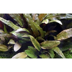 CRYPTOCORYNE WENDTII 'Tropicain jar - Tropica