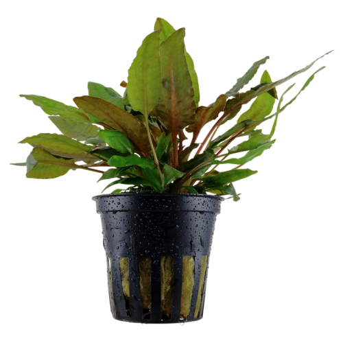 Cryptocoryne wendtii 'Tropicaen pot - Tropica