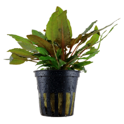 Cryptocoryne wendtii 'Tropicaen pot - Tropica