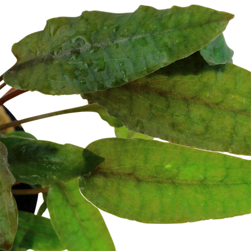 Cryptocoryne wendtii 'Tropica' in vasetto -...