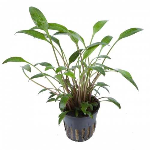 Cryptocoryne x willisii in jar - Tropica