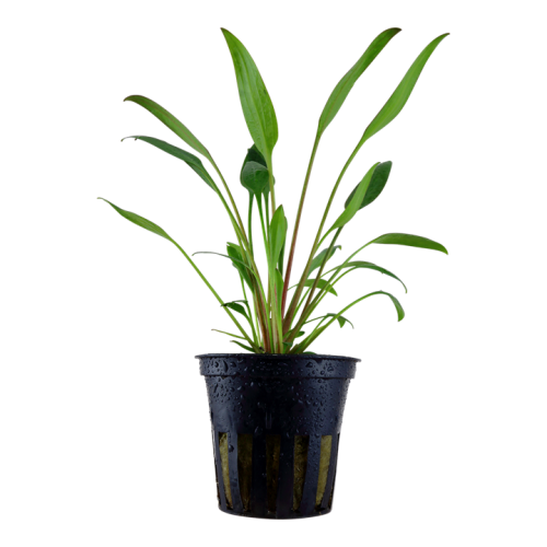 Cryptocoryne x willisii in vasetto - Tropica