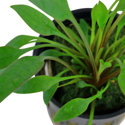 Cryptocoryne x willisii in vasetto - Tropica