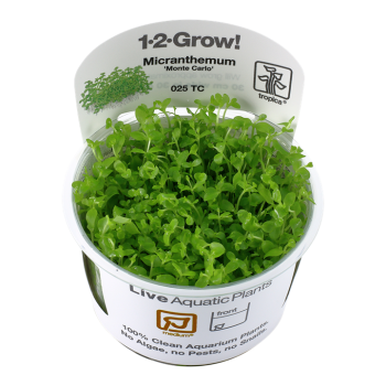 Micranthemum Tweediei Monte Carlo en coupe - Tropica