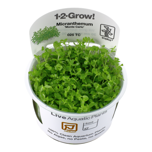 Micranthemum Tweediei Monte Carlo en coupe -...