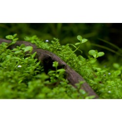 Micranthemum Tweediei Monte Carlo en coupe - Tropica