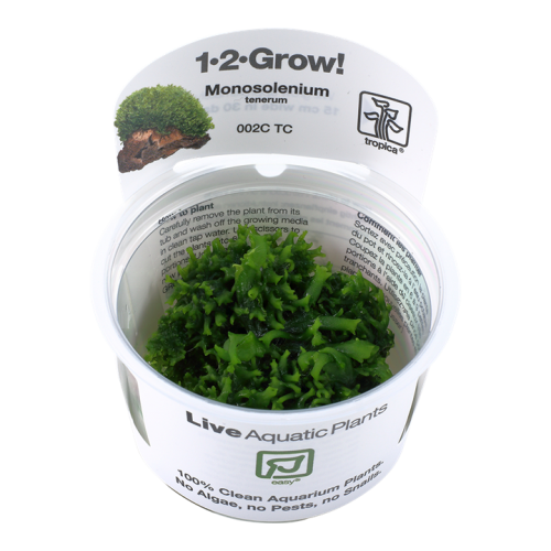Monosolenium tenerum in cup - Tropica