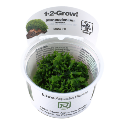 Monosolenium tenderum in cup - Tropica