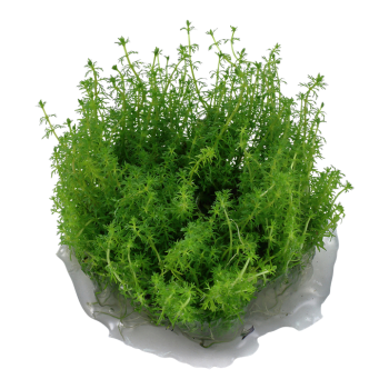 Myriophyllum sp. Guyane en coupe - Tropica 2