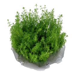 Myriophyllum sp. Guyane en coupe - Tropica