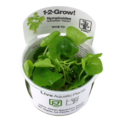 Nymphoides hydrophylla Taiwan à la coupe - Tropica