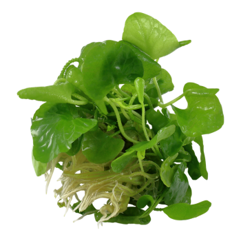 Nymphoides hydrophylla Taiwan à la coupe - Tropica 2