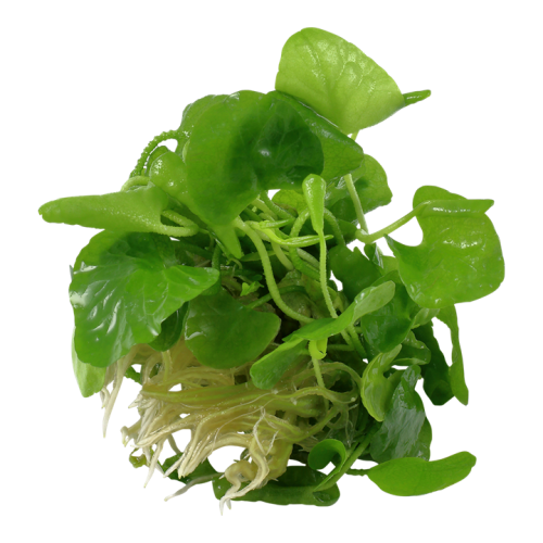 Nymphoides hydrophylla Taiwan à la coupe - Tropica