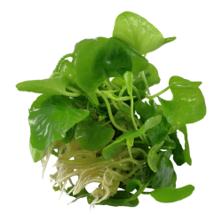 Nymphoides hydrophylla Taiwan à la coupe - Tropica