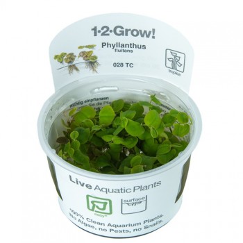 Phyllanthus fluitans in cup - Tropica