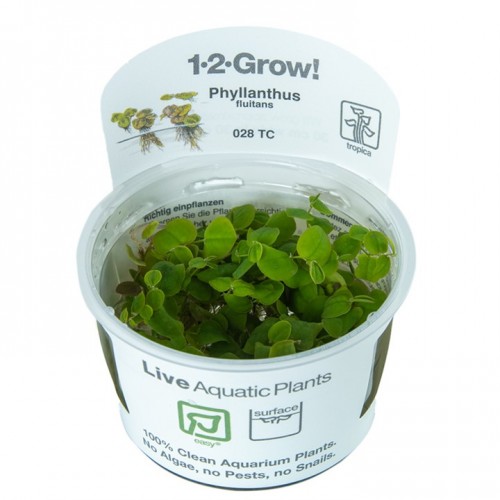 Phyllanthus fluitans in cup - Tropica