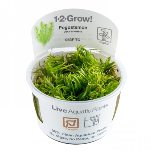 Pogoston Deccanensis en coupe - Tropica