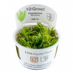 Pogoston Deccanensis en coupe - Tropica