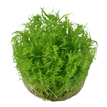 Pogoston Deccanensis en coupe - Tropica 2