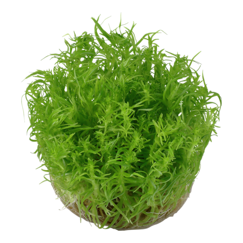 Pogoston Deccanensis en coupe - Tropica