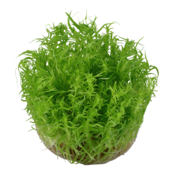 Pogoston Deccanensis en coupe - Tropica