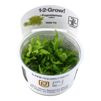 Pogoston Helferi en coupe - Tropica