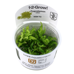 Pogoston Helferi en coupe - Tropica