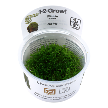 Riccia fluitans in cup - Tropica