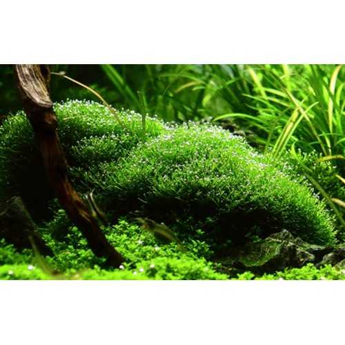 Curly Fluitans in Cup - Tropica
