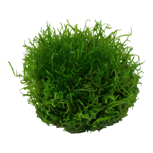 Curly Fluitans in Cup - Tropica
