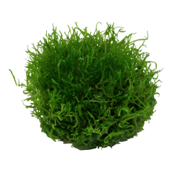 Curly Fluitans in Cup - Tropica