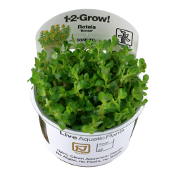 Rotala indicates Bonsai in cup - Tropica