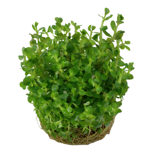 Rotala indica Bonsai in cup - Tropica