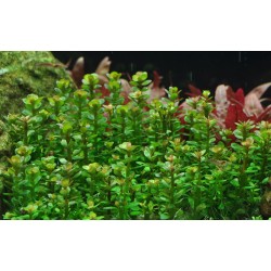 Rotala indica Bonsai in cup - Tropica