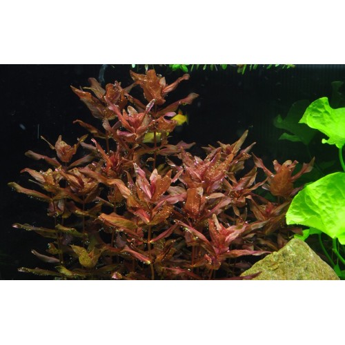 Rotala Macrandra en coupe - Tropica