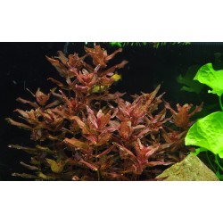 Rotala macrandra in cup - Tropica